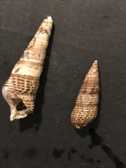 Batillaria attramentaria