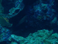 Cephalopholis cyanostigma
