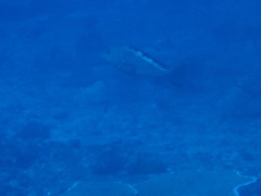 Epinephelus bilobatus