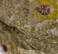 Bunodosoma cavernatum