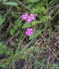 Dianthus superbus superbus