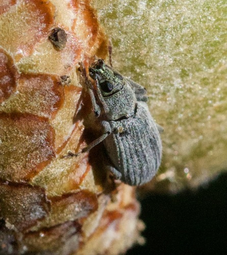 Asian Oak Weevil photo 4