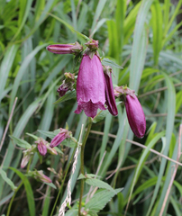 Campanula punctata hondoensis