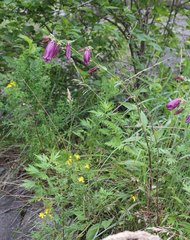 Campanula punctata hondoensis