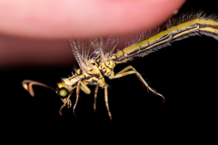 Myrmecaelurus trigrammus