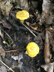Cantharellus appalachiensis