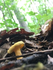 Cantharellus appalachiensis