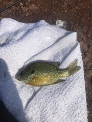 Lepomis gibbosus × macrochirus