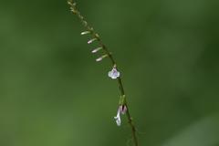 Phryma