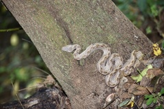 Tropidophis melanurus