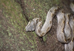 Tropidophis melanurus