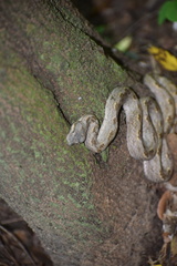 Tropidophis melanurus