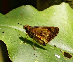 Pheraeus perpulcher