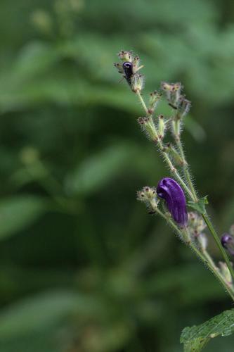 Strobilanthes atropurpurea, photograph 2