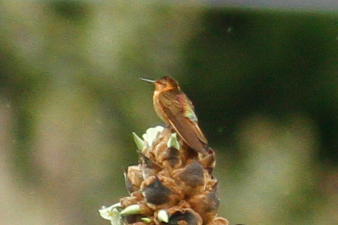 Aglaeactis cupripennis