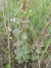 Hylotelephium maximum ruprechtii