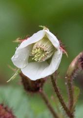 Rubus nepalensis