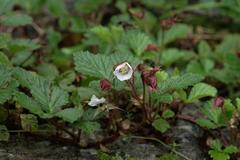 Rubus nepalensis