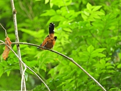 Microrhopias quixensis