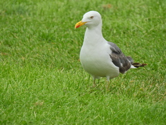 Larus fuscus