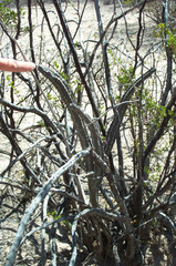 Peniocereus greggii greggii