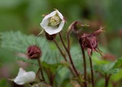 Rubus nepalensis