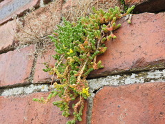 Sedum acre