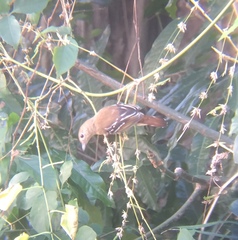 Thamnophilus ambiguus
