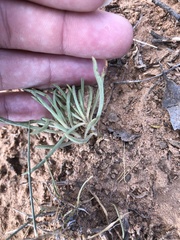 Phemeranthus calycinus