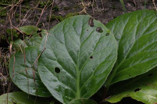 Bergenia ciliata (Bergenia ciliata)