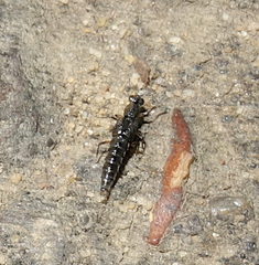 Stenus cicindeloides