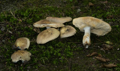 Russula carpini