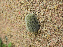 Grimmia pulvinata