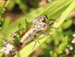 Eutolmus rufibarbis