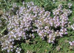 Thymus revolutus
