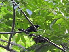 Microrhopias quixensis