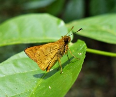 Vinius pulcherrimus