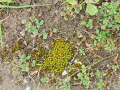 Syntrichia ruraliformis