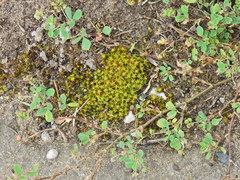 Syntrichia ruraliformis