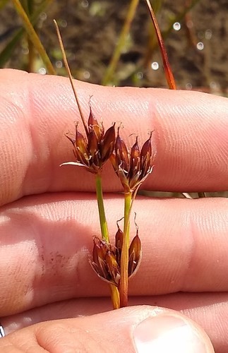 Juncus castaneus iNat (3)