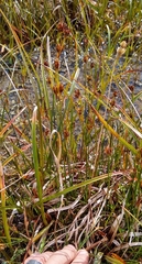 Juncus castaneus castaneus