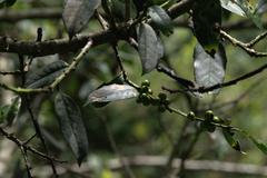Ilex dipyrena