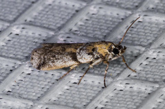 Acrobasis comptella