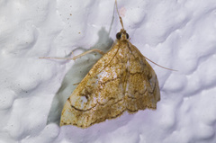 Scybalistodes periculosalis