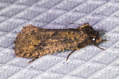 Acrolophus kearfotti