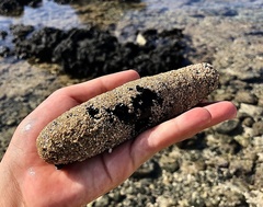 Holothuria leucospilota