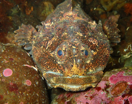 Buffalo Sculpin