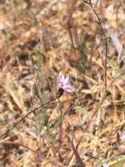 Lessingia
