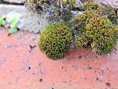 Syntrichia ruralis