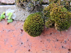 Syntrichia ruralis